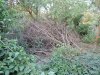 Срубленные деревья